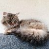 Images de profil de Justine - Blooming Pets - Petsitting et garde d'animaux à domicile