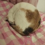 Binty Mon Chat  Européen Femelle - Garde d'animaux à domicile