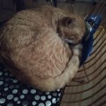 Oscar Mon Chat  Européen Mâle stérilisé - Garde d'animaux à domicile