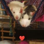 Image de profil de Elena - Blooming Pets - Petsitting et garde d'animaux à domicile