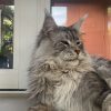Images de profil de Laurence - Blooming Pets - Petsitting et garde d'animaux à domicile