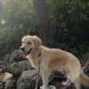 Images de profil de Laurence - Blooming Pets - Petsitting et garde d'animaux à domicile