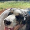 Images de profil de Laurence - Blooming Pets - Petsitting et garde d'animaux à domicile