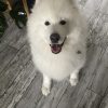 Images de profil de Laurence - Blooming Pets - Petsitting et garde d'animaux à domicile