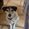 Images de profil de Laurence - Blooming Pets - Petsitting et garde d'animaux à domicile