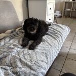 Caly Mon Chien  Caniche Femelle - Garde d'animaux à domicile