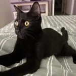 Mya Mon Chat  European Shorthair (Européen) Femelle - Garde d'animaux à domicile