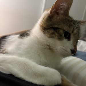 Lilou