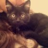Images de profil de Lysiane - Blooming Pets - Petsitting et garde d'animaux à domicile