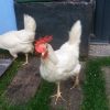 Images de profil de Lysiane - Blooming Pets - Petsitting et garde d'animaux à domicile