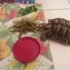 Images de profil de Lysiane - Blooming Pets - Petsitting et garde d'animaux à domicile