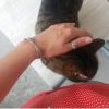 Images de profil de Lysiane - Blooming Pets - Petsitting et garde d'animaux à domicile