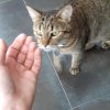 Images de profil de Lysiane - Blooming Pets - Petsitting et garde d'animaux à domicile