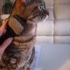 Images de profil de Lysiane - Blooming Pets - Petsitting et garde d'animaux à domicile