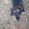 Images de profil de Lysiane - Blooming Pets - Petsitting et garde d'animaux à domicile