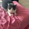 Images de profil de Maelys - Blooming Pets - Petsitting et garde d'animaux à domicile