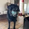 Images de profil de Maelys - Blooming Pets - Petsitting et garde d'animaux à domicile