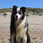 Mon Chien 1 - Nouveau Mon Chien  Berger Australien Femelle stérilisée - Garde d'animaux à domicile