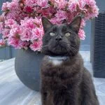 Nougat Mon Chat  Européen Mâle stérilisé - Garde d'animaux à domicile