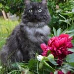 Maya Mon Chat  Maine Coon Femelle stérilisée - Garde d'animaux à domicile