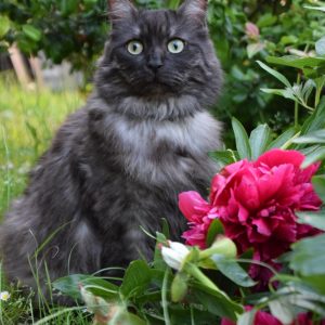 Maya