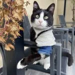 Crush Mon Chat  Européen Mâle stérilisé - Garde d'animaux à domicile