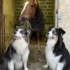 Images de profil de Maddy - Blooming Pets - Petsitting et garde d'animaux à domicile