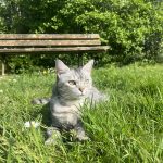 Pookie Mon Chat  Chat de gouttière (Commun) Femelle stérilisée - Garde d'animaux à domicile