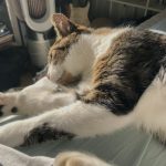 Oops Mon Chat  Chat de gouttière (Commun) Femelle stérilisée - Garde d'animaux à domicile