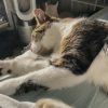 Images de profil de Maëwenn - Blooming Pets - Petsitting et garde d'animaux à domicile