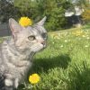 Images de profil de Maëwenn - Blooming Pets - Petsitting et garde d'animaux à domicile