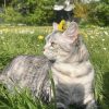Images de profil de Maëwenn - Blooming Pets - Petsitting et garde d'animaux à domicile