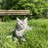 Images de profil de Maëwenn - Blooming Pets - Petsitting et garde d'animaux à domicile