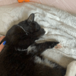 Nala Mon Chat  Chat de gouttière (Commun) Femelle - Garde d'animaux à domicile