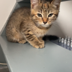 Mia Mon Chat  Chat de gouttière (Commun) Femelle - Garde d'animaux à domicile