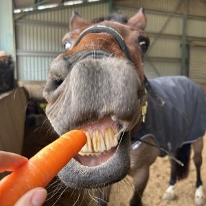 Images de profil de Maela - Blooming Pets - Petsitting et garde d'animaux à domicile
