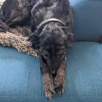 Noisette Mon Chien  Épagneul Breton Femelle - Garde d'animaux à domicile