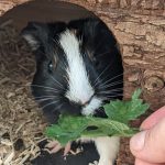Zelda Mon Cochon d’Inde  Péruvien Femelle - Garde d'animaux à domicile