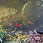 10 Poissons - 1800 Litres Mon Bac à poissons extérieur    - Garde d'animaux à domicile