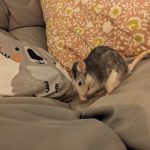Bichoune Mon Rat  Husky Femelle - Garde d'animaux à domicile
