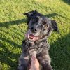 Images de profil de Maëlle - Blooming Pets - Petsitting et garde d'animaux à domicile
