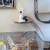 Images de profil de Maëlle - Blooming Pets - Petsitting et garde d'animaux à domicile