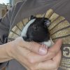 Images de profil de Maëlle - Blooming Pets - Petsitting et garde d'animaux à domicile