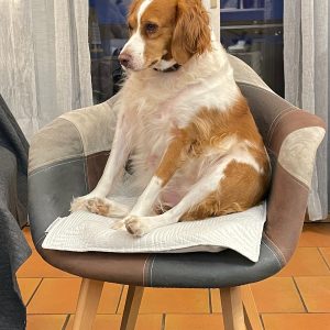 Images de profil de Maeva - Blooming Pets - Petsitting et garde d'animaux à domicile