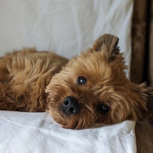 Images de profil de Mahé - Blooming Pets - Petsitting et garde d'animaux à domicile