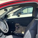 Romeo Mon Chien  Bouledogue Français Mâle stérilisé - Garde d'animaux à domicile