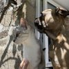 Images de profil de Mailou - Blooming Pets - Petsitting et garde d'animaux à domicile