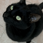 Nala Mon Chat  Européen Femelle - Garde d'animaux à domicile