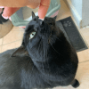 Images de profil de Maissa - Blooming Pets - Petsitting et garde d'animaux à domicile