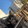 Images de profil de Maissa - Blooming Pets - Petsitting et garde d'animaux à domicile